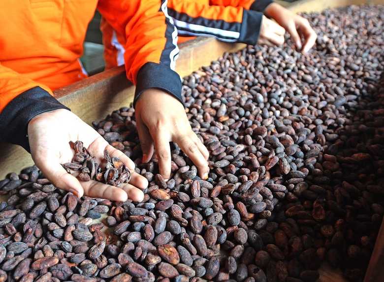 Indonesia cocoa beans