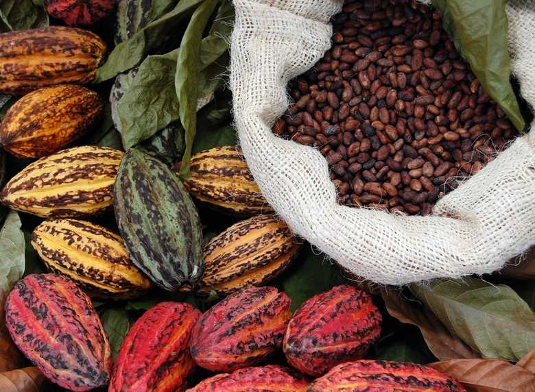 C?te d’Ivoire cocoa beans