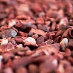 Какао крупка жаренная - сорт Криолло