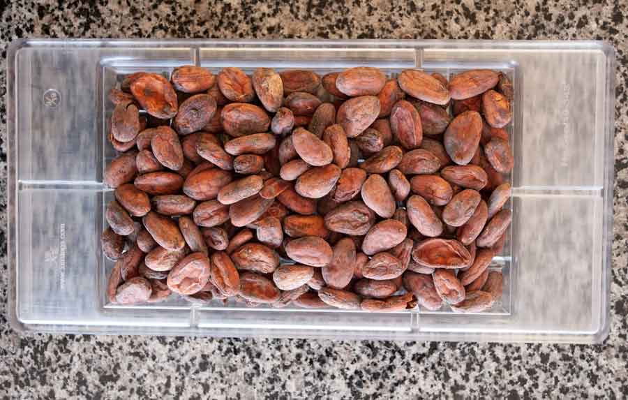 Какао бобы сорт Криолло