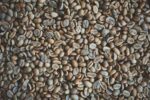 Catuai Green Panama