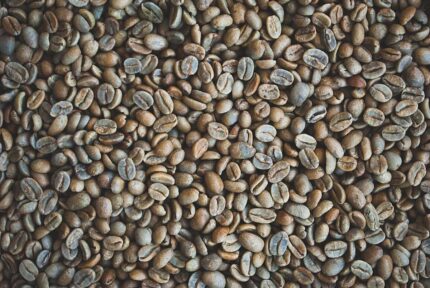 Catuai Green Panama