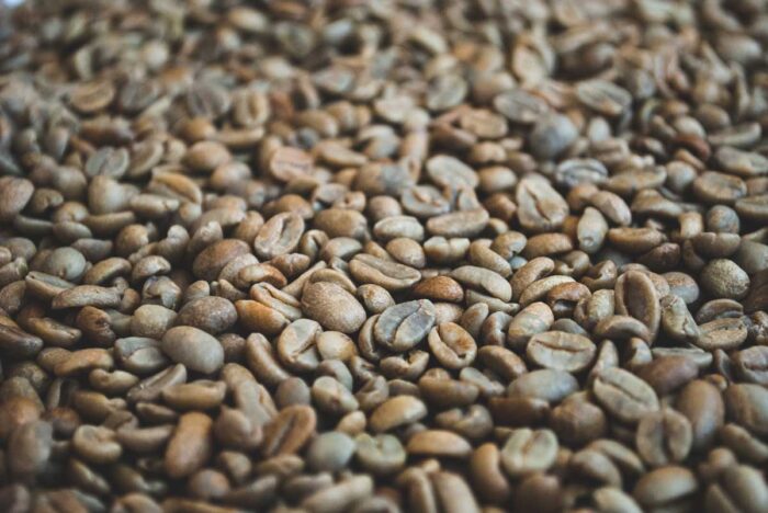 Catuai Green Panama